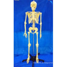 Modelo Médico Esqueleto Humano de 168cm para Ensinar (R020103A)